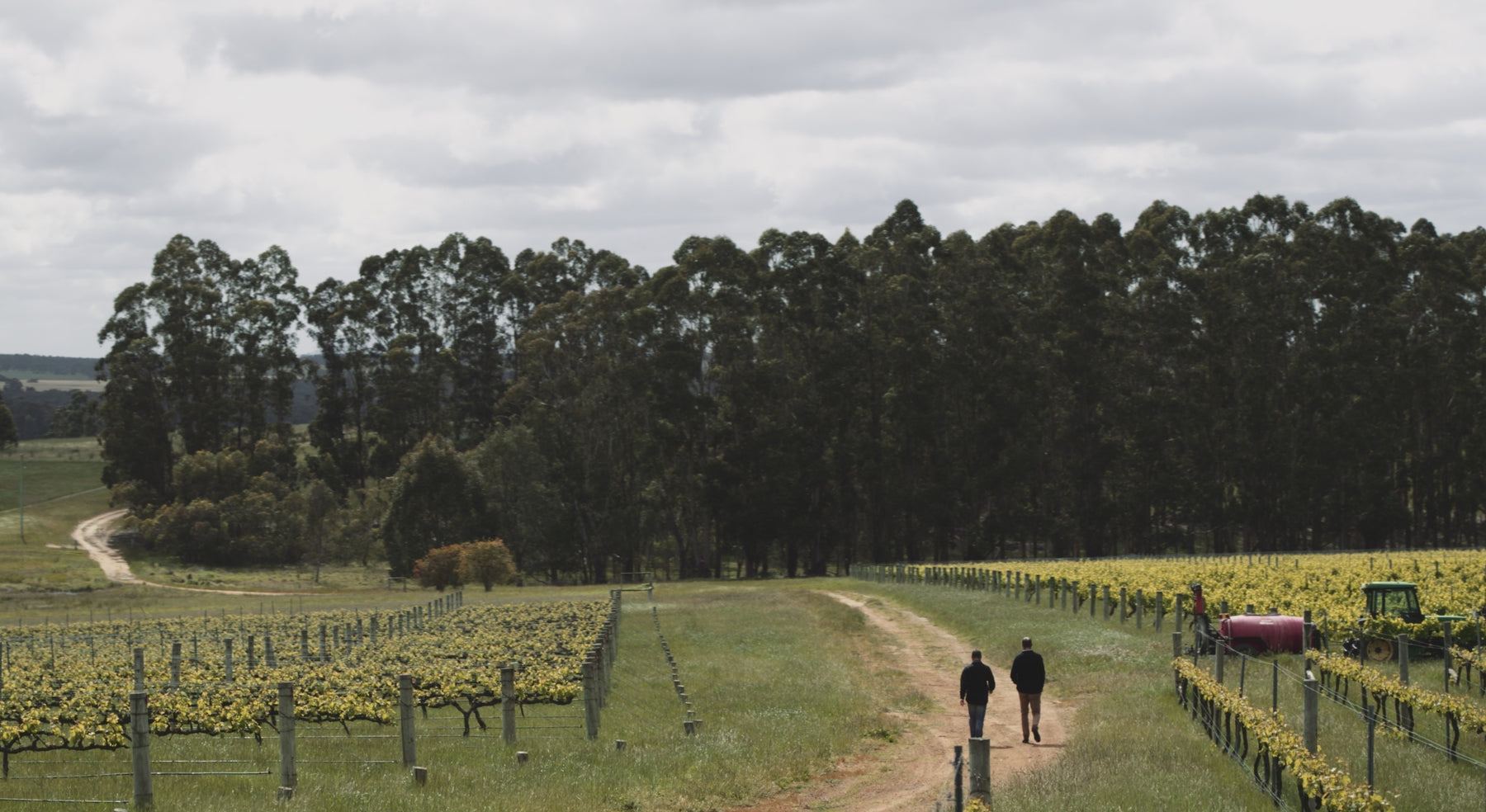Video of vineyards and cellar door for Plantagenet in Mount Barker